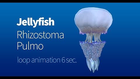 Jellyfish Rhizostoma Pulmo Unity Asset