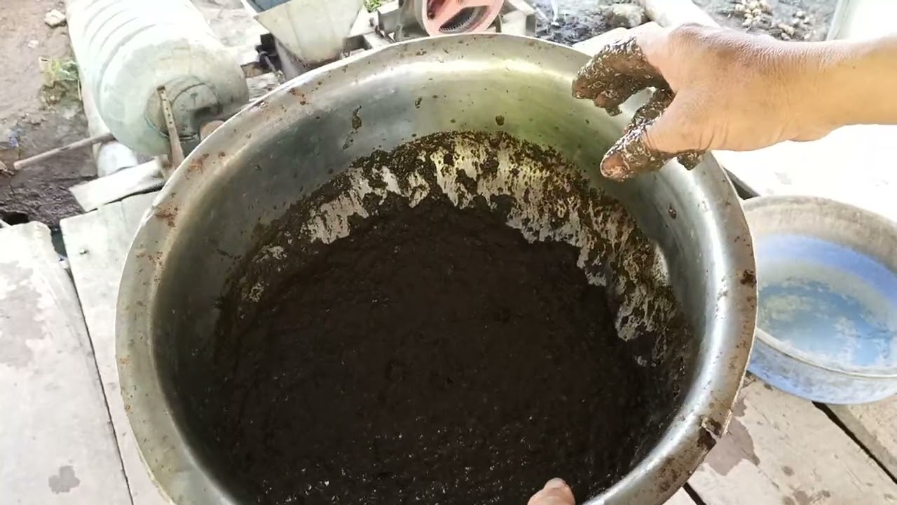  Chia sẻ cách nuôi ếch bằng nguồn ốc bươu vàng tự nhiên xay lấy thịt trộn làm thức ăn để nuôi ếch 