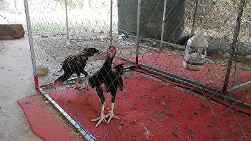 Qaib yuav los loj lawm 20190502