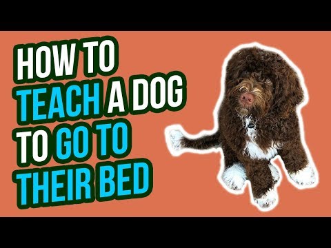 Video: 7 Alasan Mengapa Anjing Anda Harus Belajar Cara 