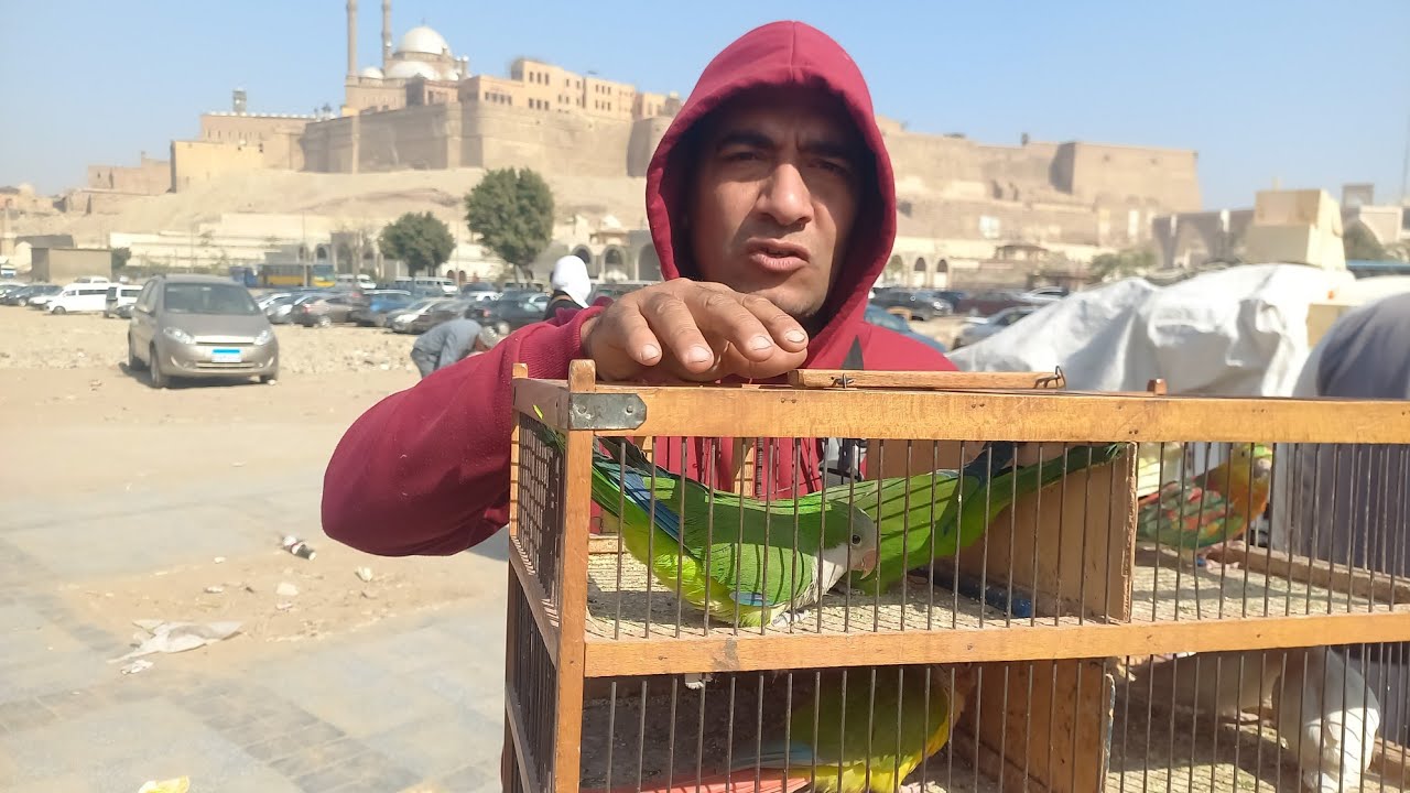 خامس فيديو من سوق الجمعة الناس اشترت عصافير ايه وبكام⁉️وأسعار العصافير بأرقام اصحابها من داخل السوق💚