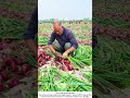 Harvesting Onions – Pull, Cure, Store for Months 🧅🧑🌾