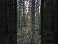 Walking into Golden Forest Light | Nature POV