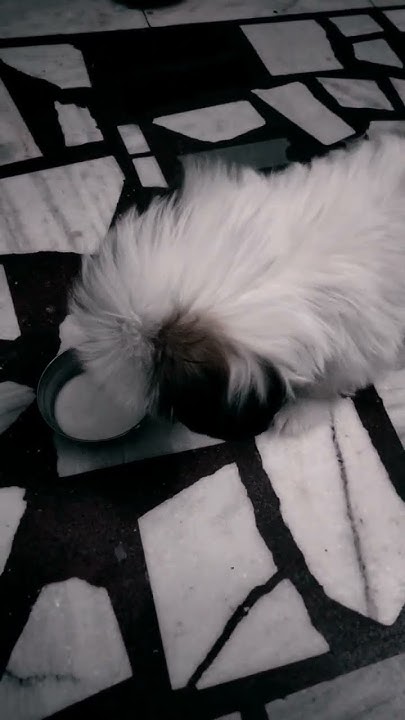 is-curd-good-for-shih-tzu-shihtzu-pet-shorts-youtube