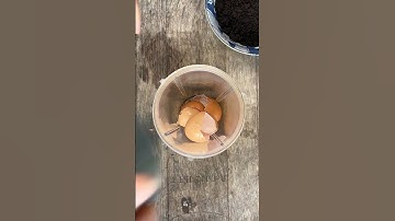 Egg Shell Coffee Fertilizer