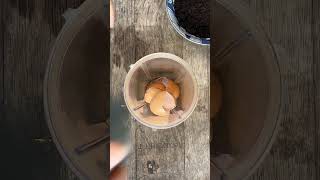 Egg Shell Coffee Fertilizer