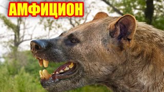 Собакомедведь | АМФИЦИОН | Вымершие животные. Видео про животных