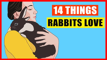 14 Things Rabbits Love the Most