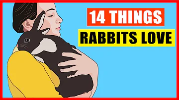 What food attracts rabbits the most?