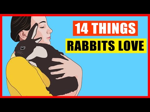 Video: 4 Ways to Train a Rabbit