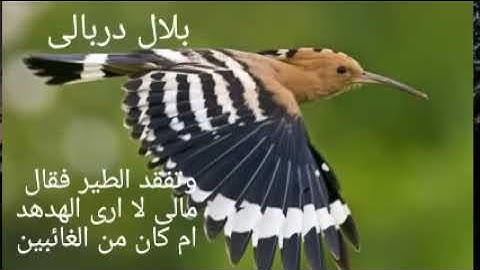 أيات بينات من سورة النمل بصوت القارئ بلال دربالي