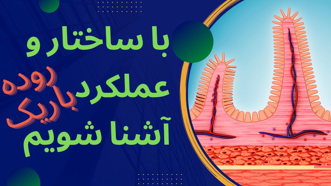 ساختار و عملکرد روده باریک| انیمیشن آموزشی : فصل 2 زیست دهم| ساختار پرز ...