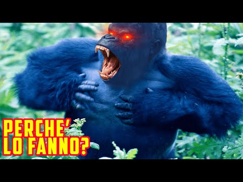 perché i GORILLA si battono il PETTO?