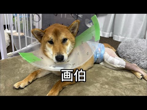 しば犬★Rocky hq720.jpg?sqp=-