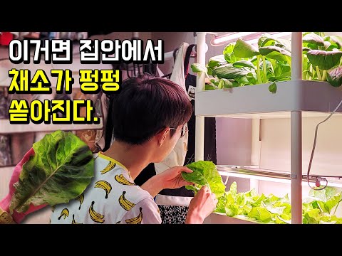 따라만 하세요! 집안에서 채소가 펑펑 쏟아집니다 | 4단 수경재배기 | 플랜테리어 | 베란다텃밭 | 옥상텃밭 | 채식