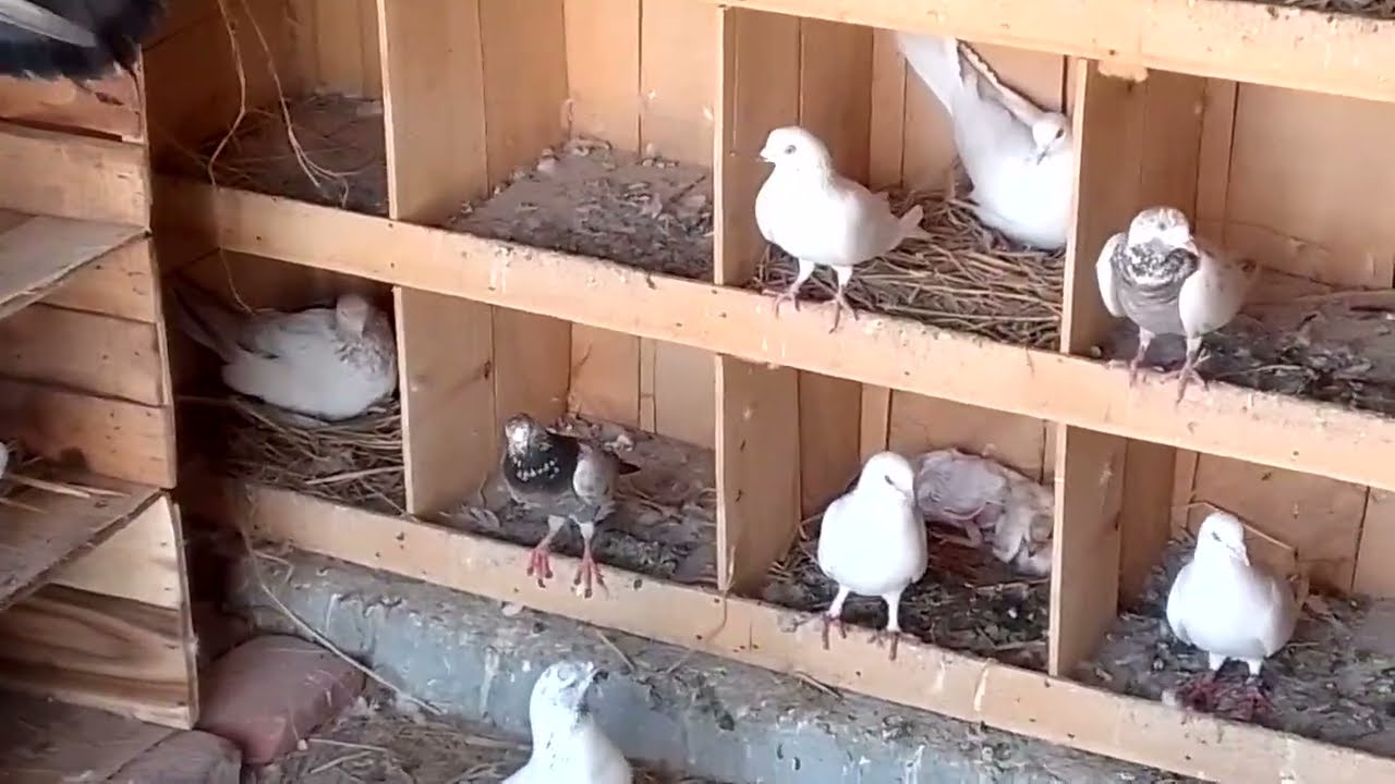 For Sale Kaboutar Joray Location Faisalabad call  What'sup No 0315-1145113