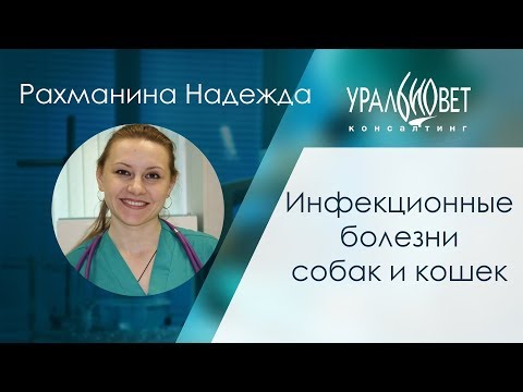 Видео: Бактериальная инфекция (B. Bronchiseptica) у кошек