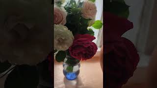 Английские розы в вазе. Котики чилят