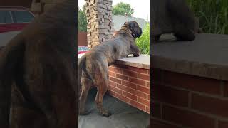 Our Bullmastiff Tonka Loves Watching His Yard! #dog #bullmastiff