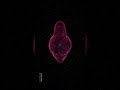 Rayos gamma en el microcúasar de la nebulosa del manatí SS433 #hoyenelcosmos
