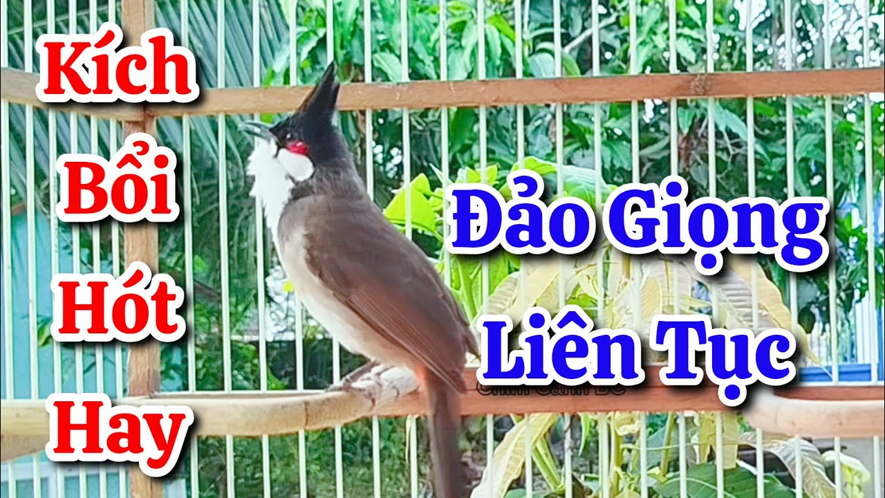 chào mào hót sáng kích bổi - luyện giọng hay ép bổi sổ bọng và căng lửa - chào mào hót đấu 2025