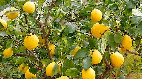 Comment conserver un citronnier en hiver ?