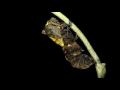 Pipevine Swallowtail (Battus philenor) pupates at the Caterpillar Lab