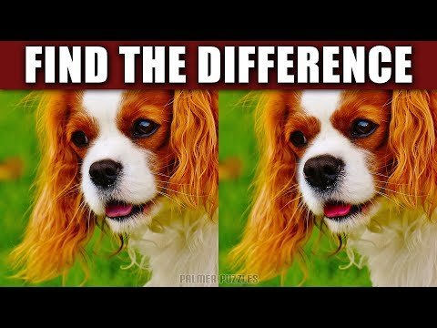 Find The Difference Puppies - Dogs Photo Puzzle - Spot The Difference Puppy