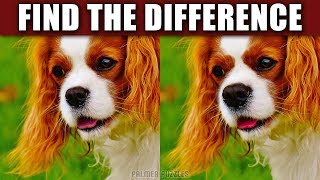 Find The Difference Puppies - Dogs Photo Puzzle - Spot The Difference Puppy