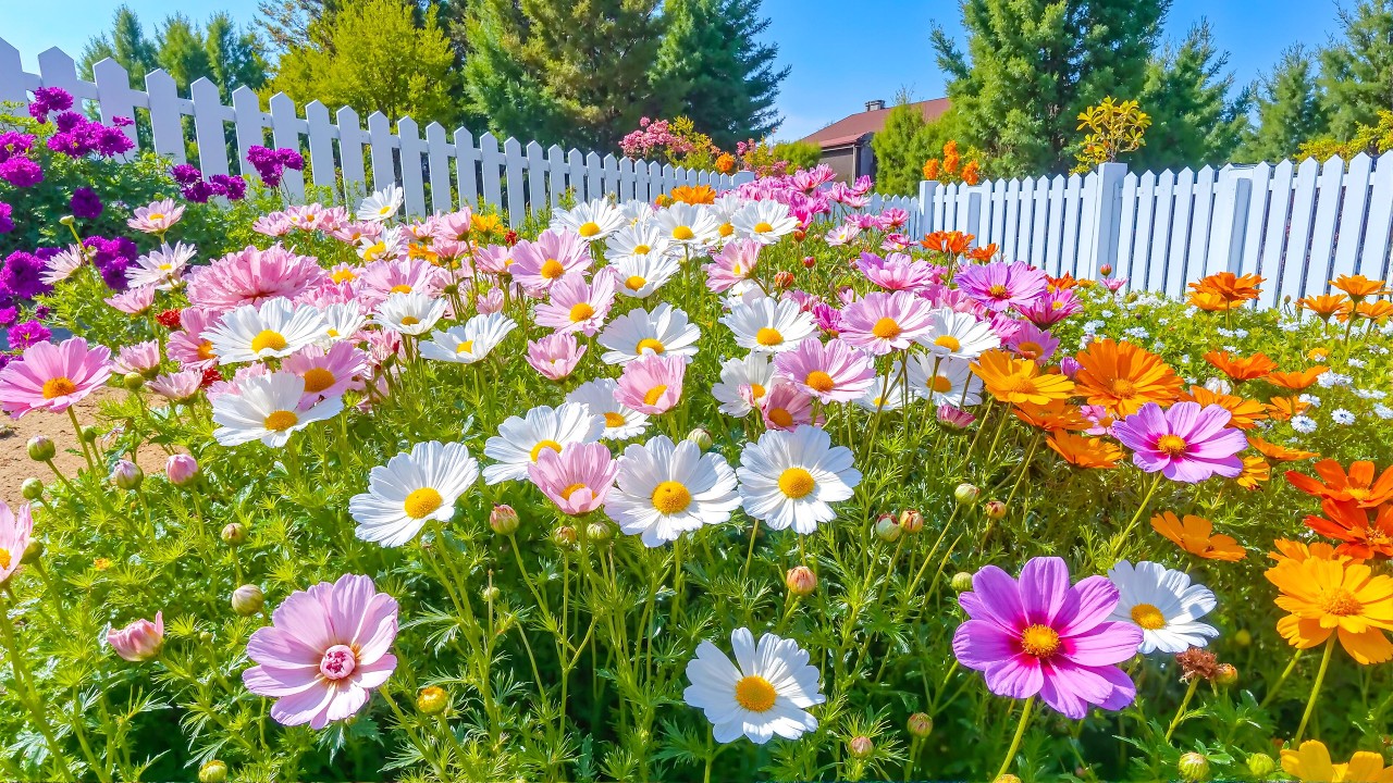 Прогулка по цветущему саду космеи 🌸 Спокойный отдых на природе для снятия стресса 💗