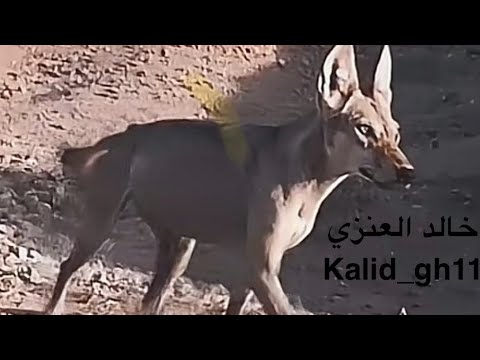 87 من قصص الذيابة قصة المطيري مع الذيب