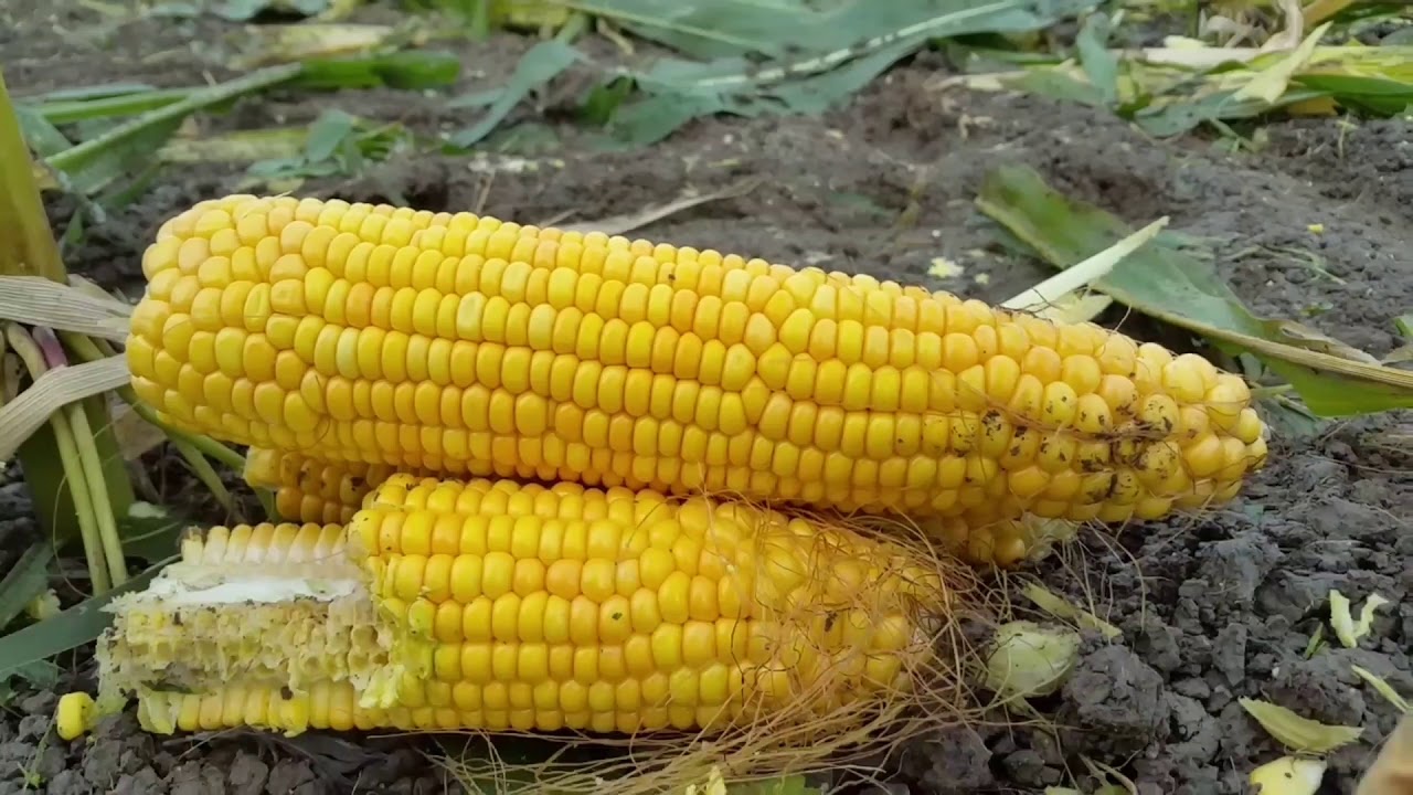 Loonbedrijf De Haan MAÏSOOGST 2017!