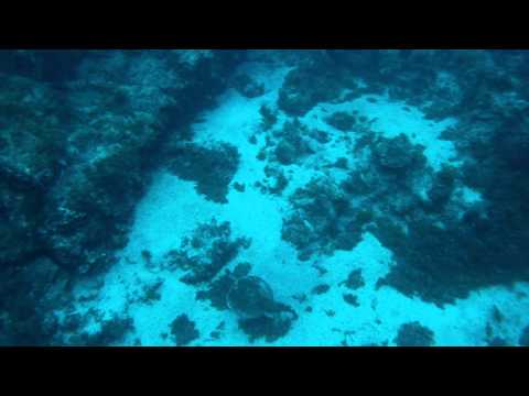 Inmersión BocaCangrejo - La Pared y una Tembladera