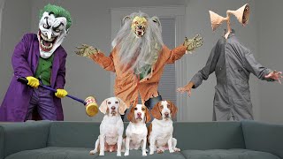 Dogs Not Scared of Monsters! Funny Dogs Maymo, Indie & Potpie vs Siren Head, Joker, Huggy Wuggy