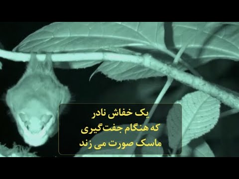 یک خفاش نادر که هنگام جفت گیری ماسک صورت می زند 