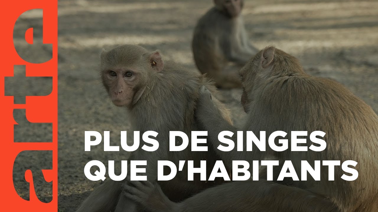 Inde : New-Delhi, la planète des singes | ARTE Reportage