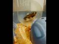 #cute #hamster #hamsterkombat