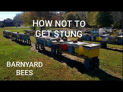 וִידֵאוֹ: נעקצים גידול דבורים?