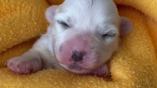 Los cuidados del cachorro la primera semana de vida by Coton de Tulear 256,612 views 4 years ago 3 minutes, 46 seconds