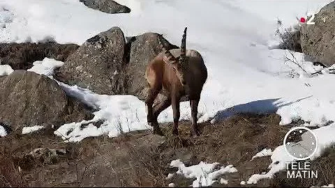 Quels animaux dans les Alpes ?