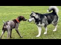 German Shorthaired Pointer Doesn’t Trust Giant Malamute | He Plays Catch Me If You Can