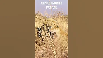 LION Walk For Youtube Members Out Today Cat Animals Wildlife 