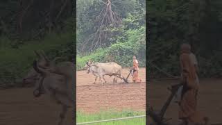 oldest method of farming #tribal #tribalculture #farming #ytshorts #s24ultra #nature #malwa #share