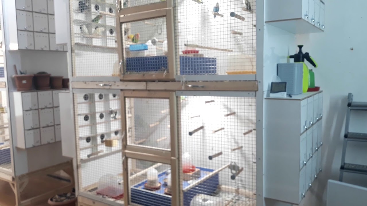 Sevda Cennet Rozella Şarkıcı paraket üretimi #lovebirds