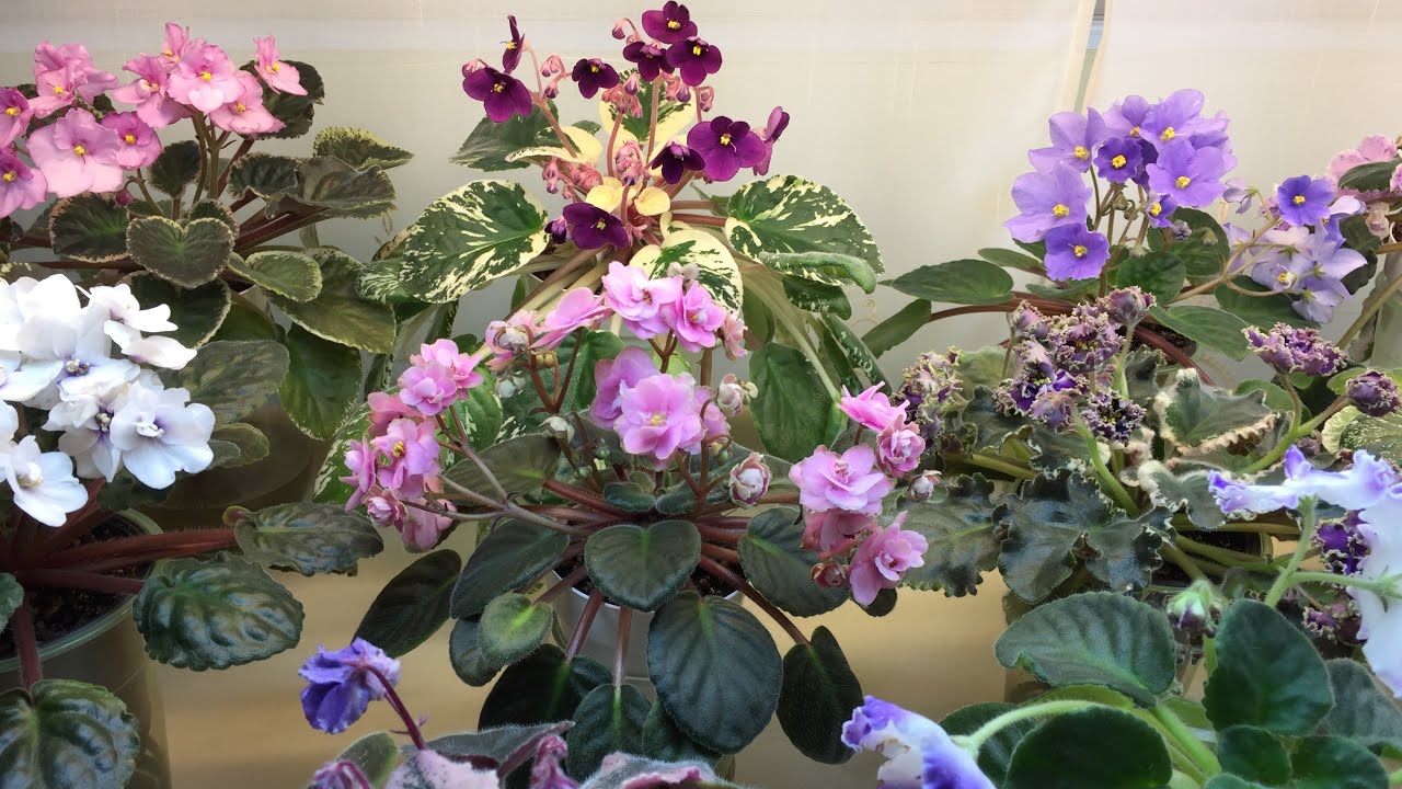 African Violets Blooming in January 2021 - Part I - Standards