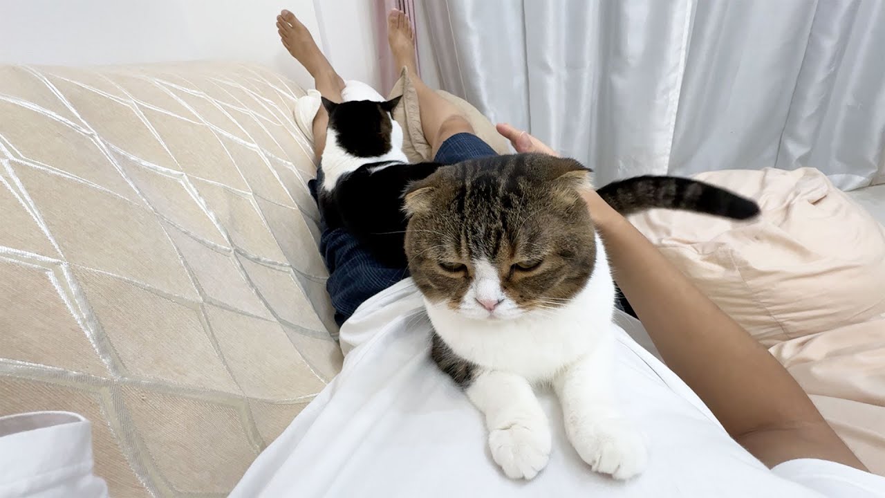 A touching story of a daddy cat comforting an older man after a