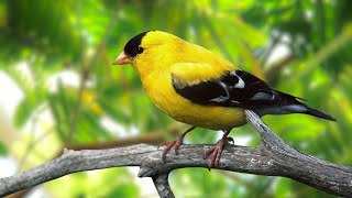 Relaxing Nature Sounds in the Forest: Birds Chirping | Reduces Anxiety and Insomnia