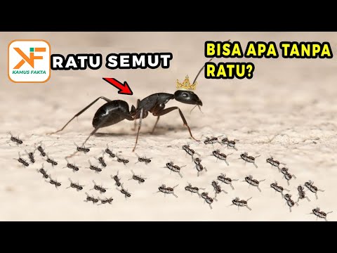 Video: Apakah rupa ratu semut? Penerangan dan foto