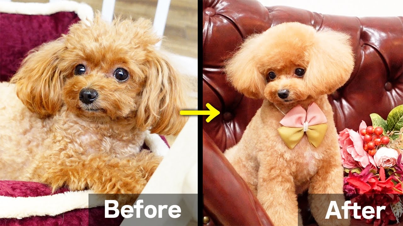 【トリミング】ニュアンスベアカットでふんわり♪ぬいぐるみさんお仕上げ【トイプードル】