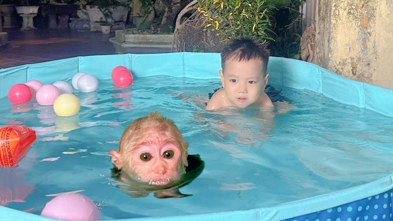 So Happy! Baby Monkey Lulu Swims with Brother Bi.